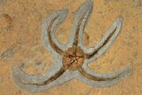 Pair Of Large, Ordovician, Fossil Brittle Stars (Ophiura) - Morocco #189663-3